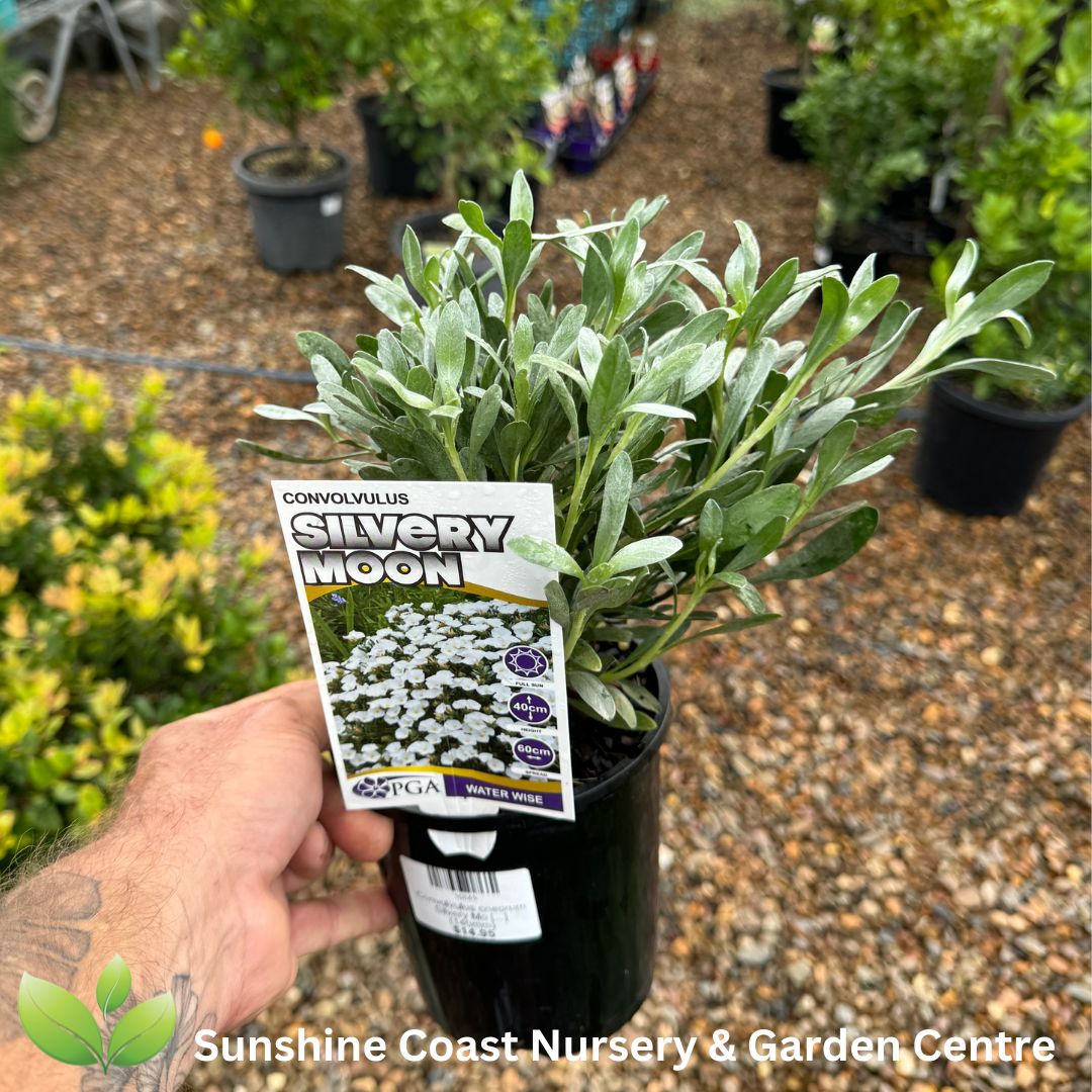 Convolvulus cneorum Silvery Moon