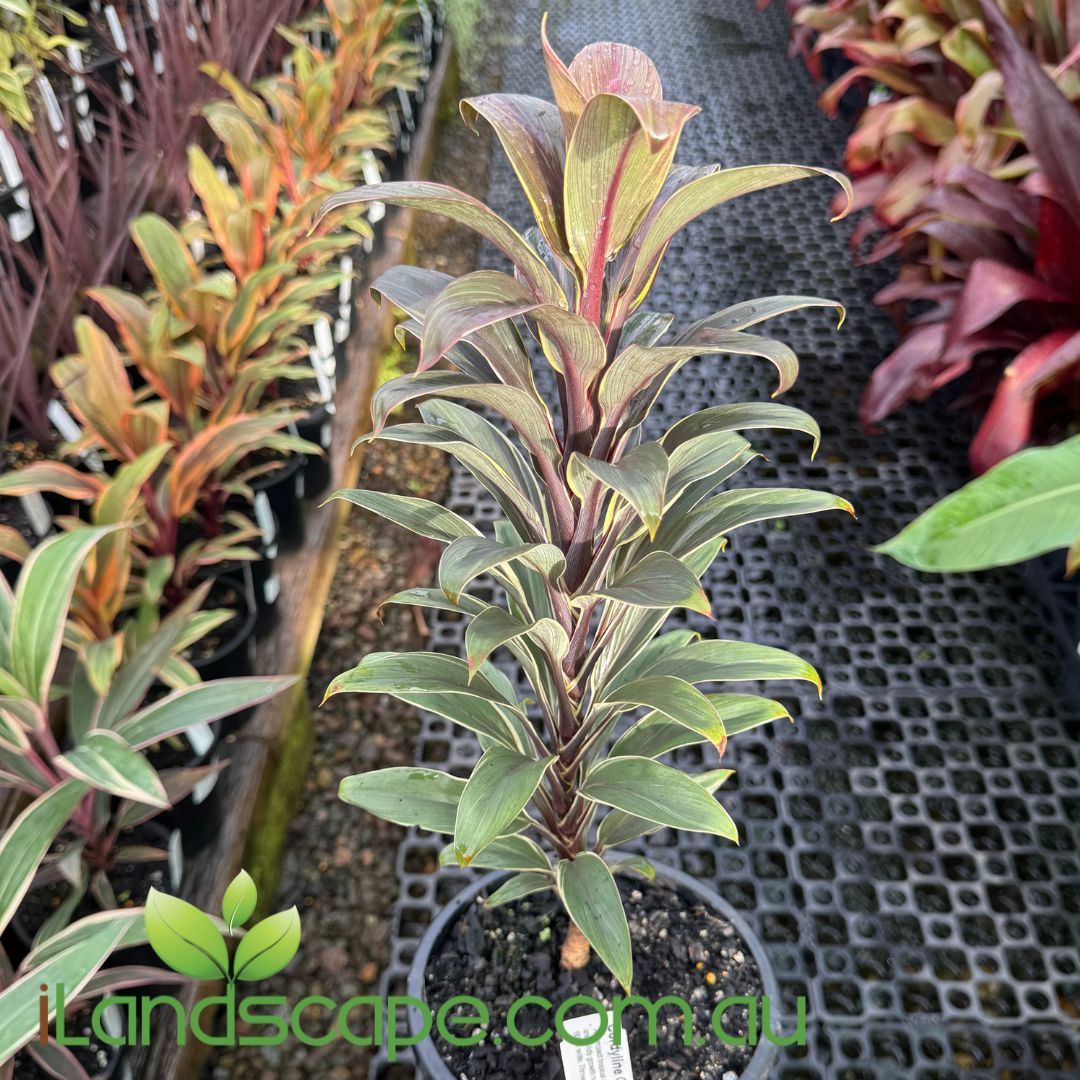 Cordyline fruticosa ‘Compacta Coffee’