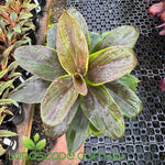 Cordyline fruticosa ‘Green Compact’