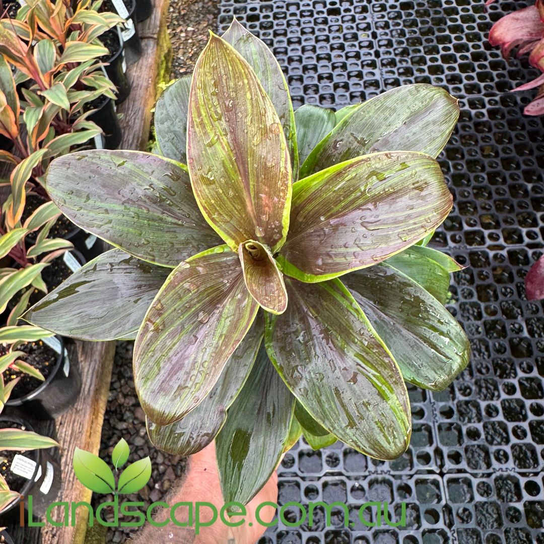 Cordyline fruticosa ‘Green Compact’