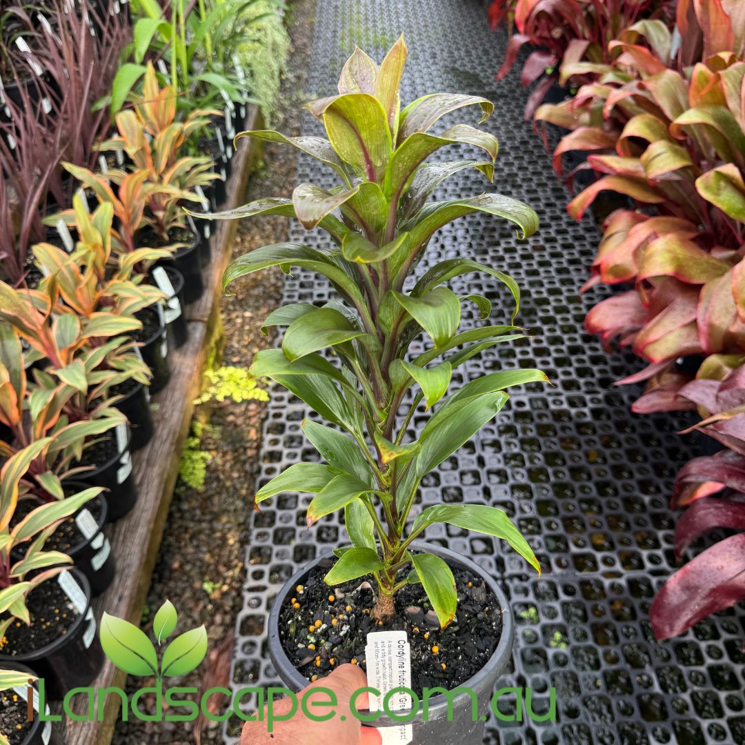Cordyline fruticosa ‘Green Compact’