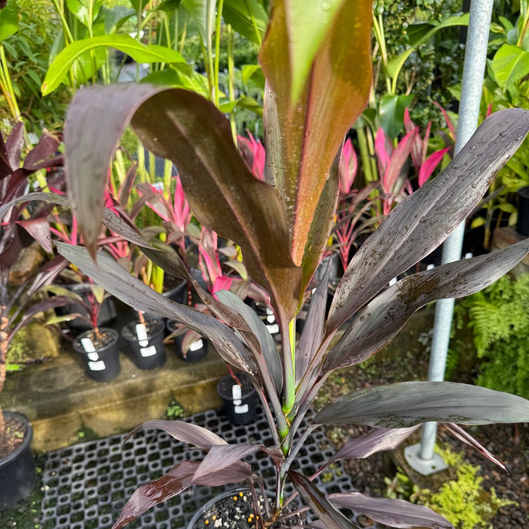 Cordyline fruticosa Negra