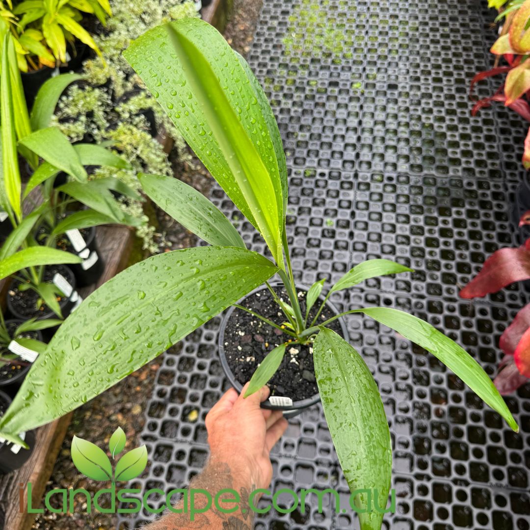 Cordyline Petiolaris