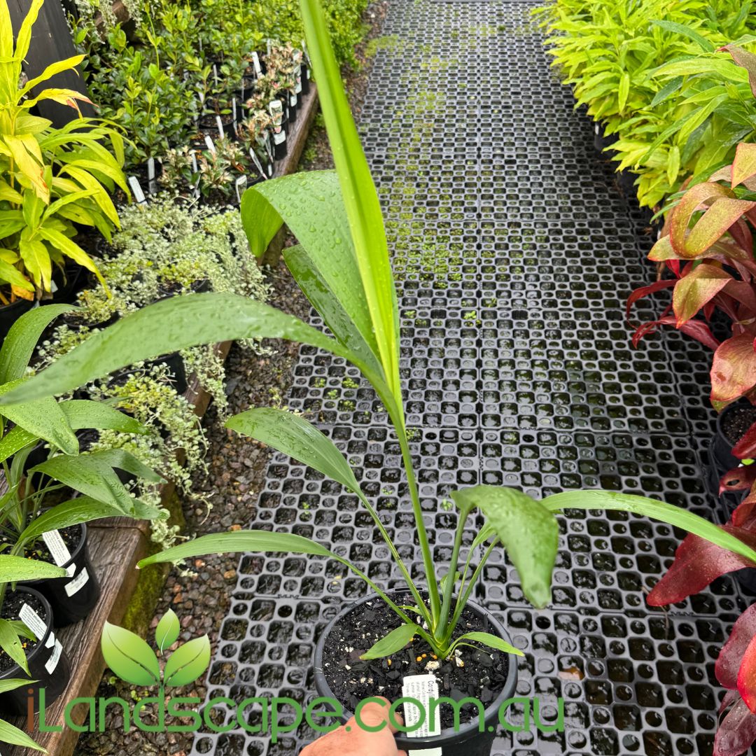 Cordyline Petiolaris