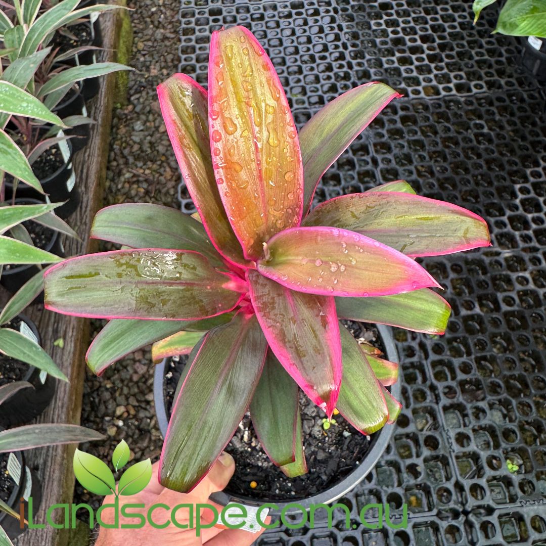 Cordyline fruticosa ‘Baby Doll’