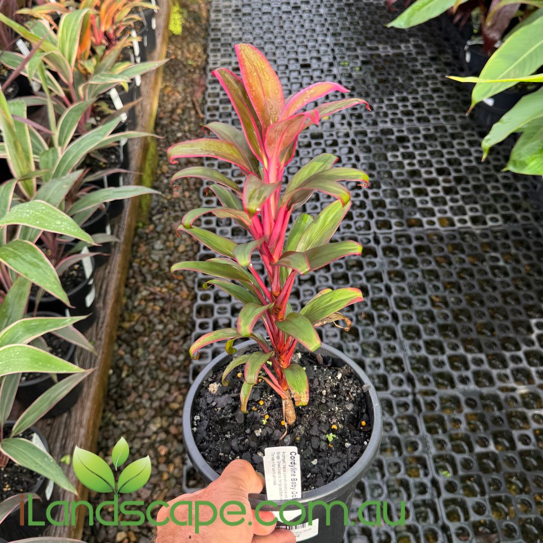 Cordyline fruticosa ‘Baby Doll’