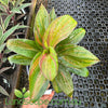Cordyline fruticosa ‘Brandy Lime’