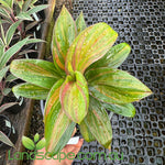 Cordyline fruticosa ‘Brandy Lime’