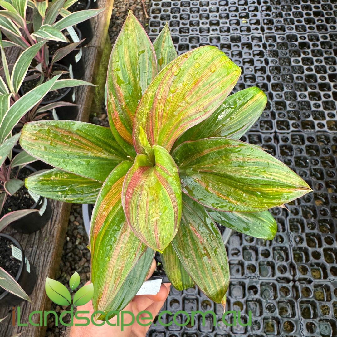 Cordyline fruticosa ‘Brandy Lime’