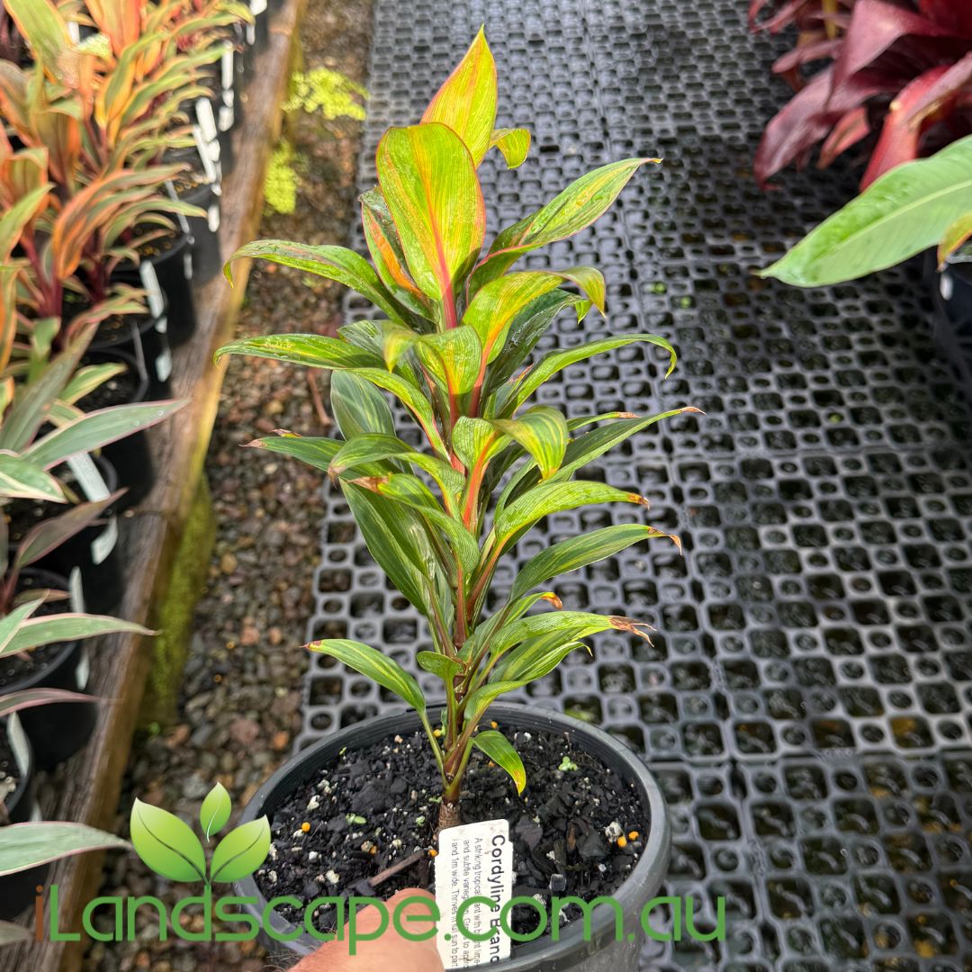 Cordyline fruticosa ‘Brandy Lime’