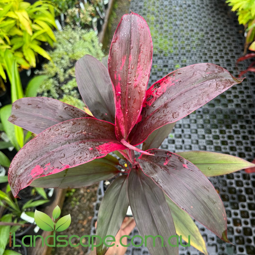 Cordyline 'Firestorm'