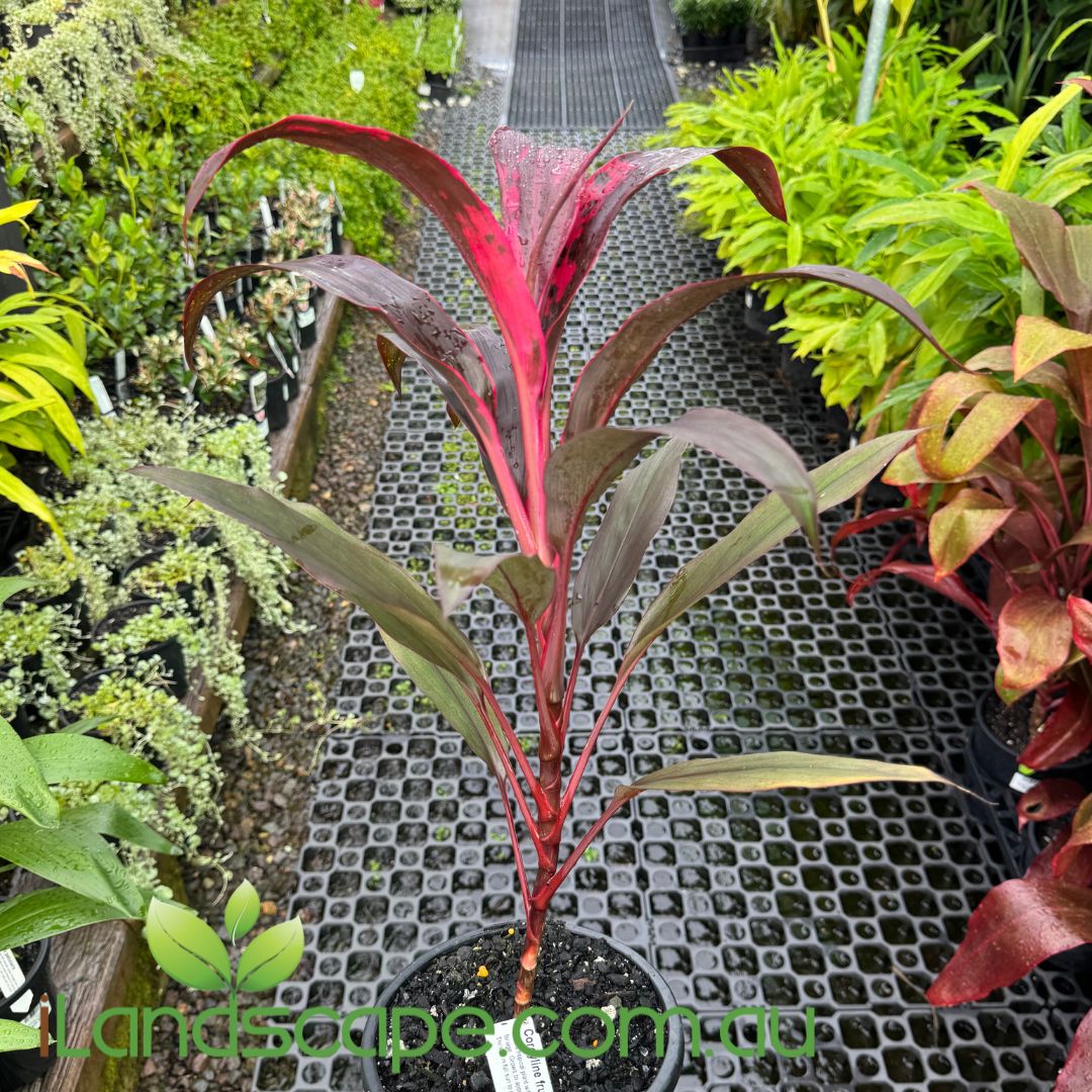Cordyline 'Firestorm'