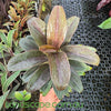 Cordyline fruticosa ‘Compacta Coffee’