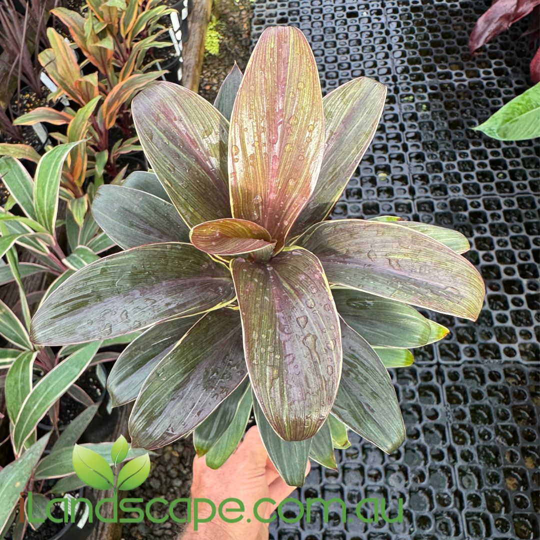 Cordyline fruticosa ‘Compacta Coffee’