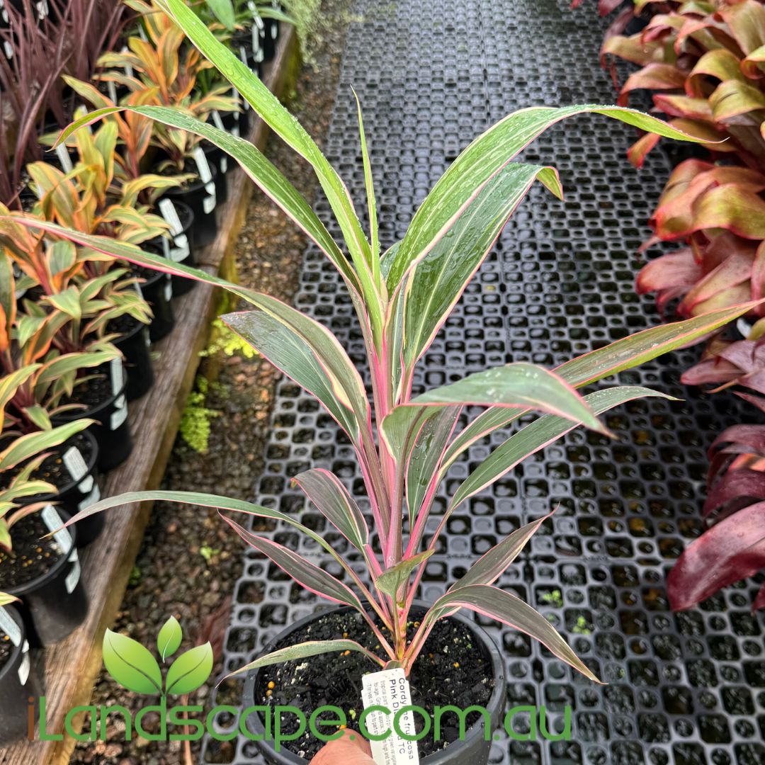 Cordyline fruticosa Pink Diamond