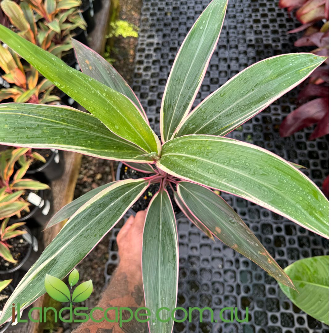 Cordyline fruticosa Pink Diamond