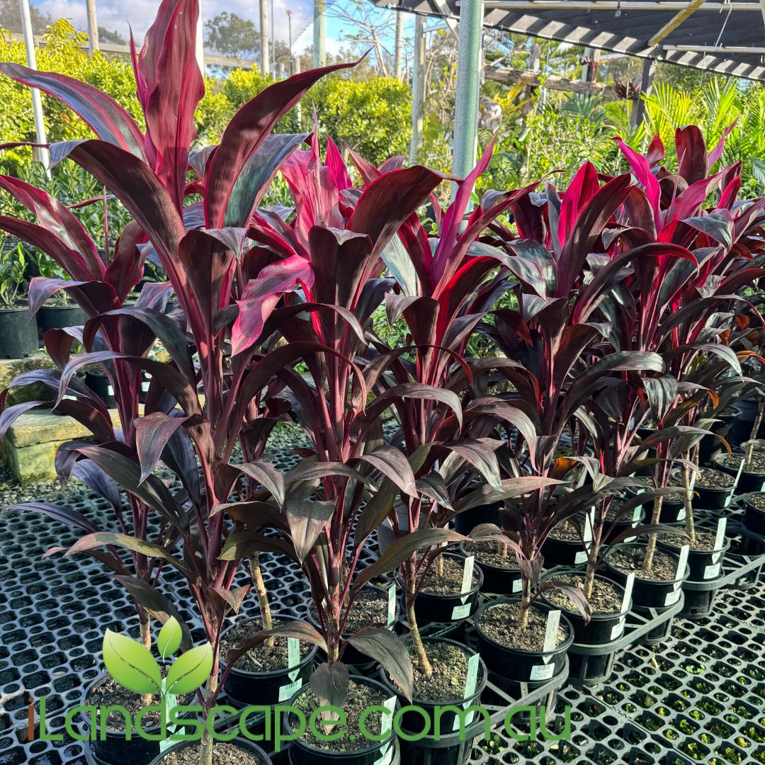 Cordyline 'Firestorm'