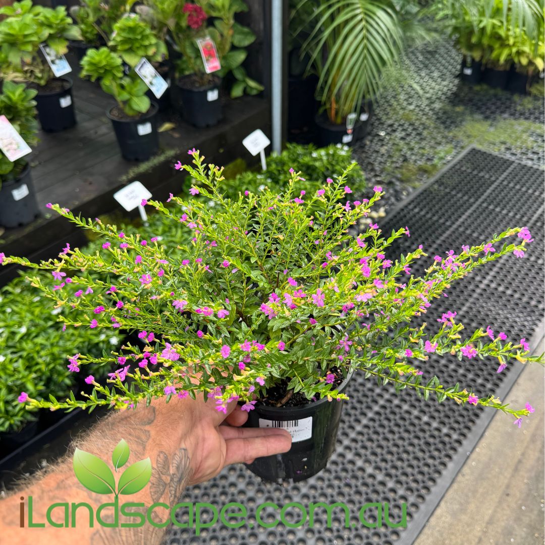 Cuphea hyssopifolia Mauve