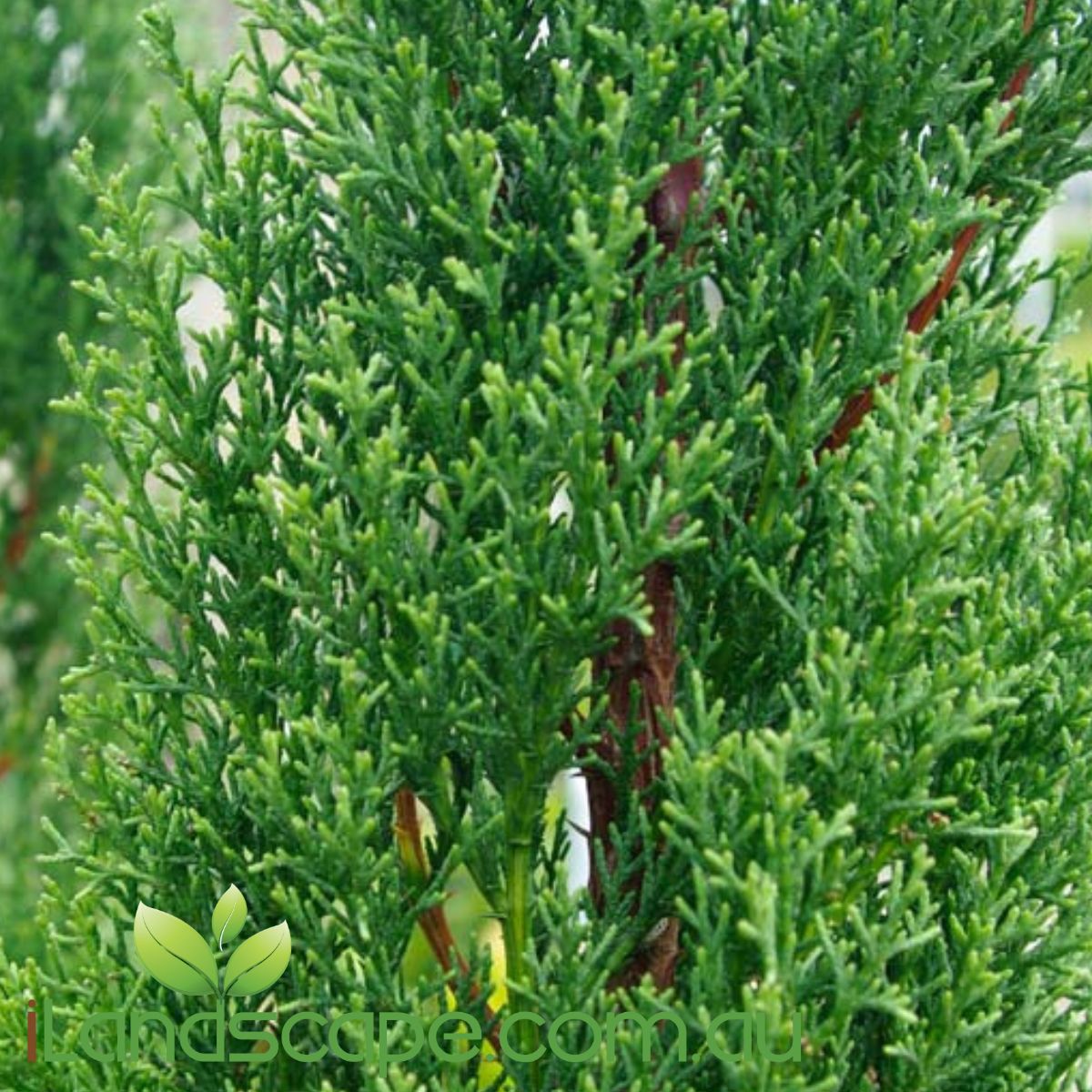Cupressus Nitschkes Needles is commonly known as a pencil pine, fairly quick grower and stays more narrow and upright   great for screening and hedging and grows around 5-6m tall x 1.0m wide 