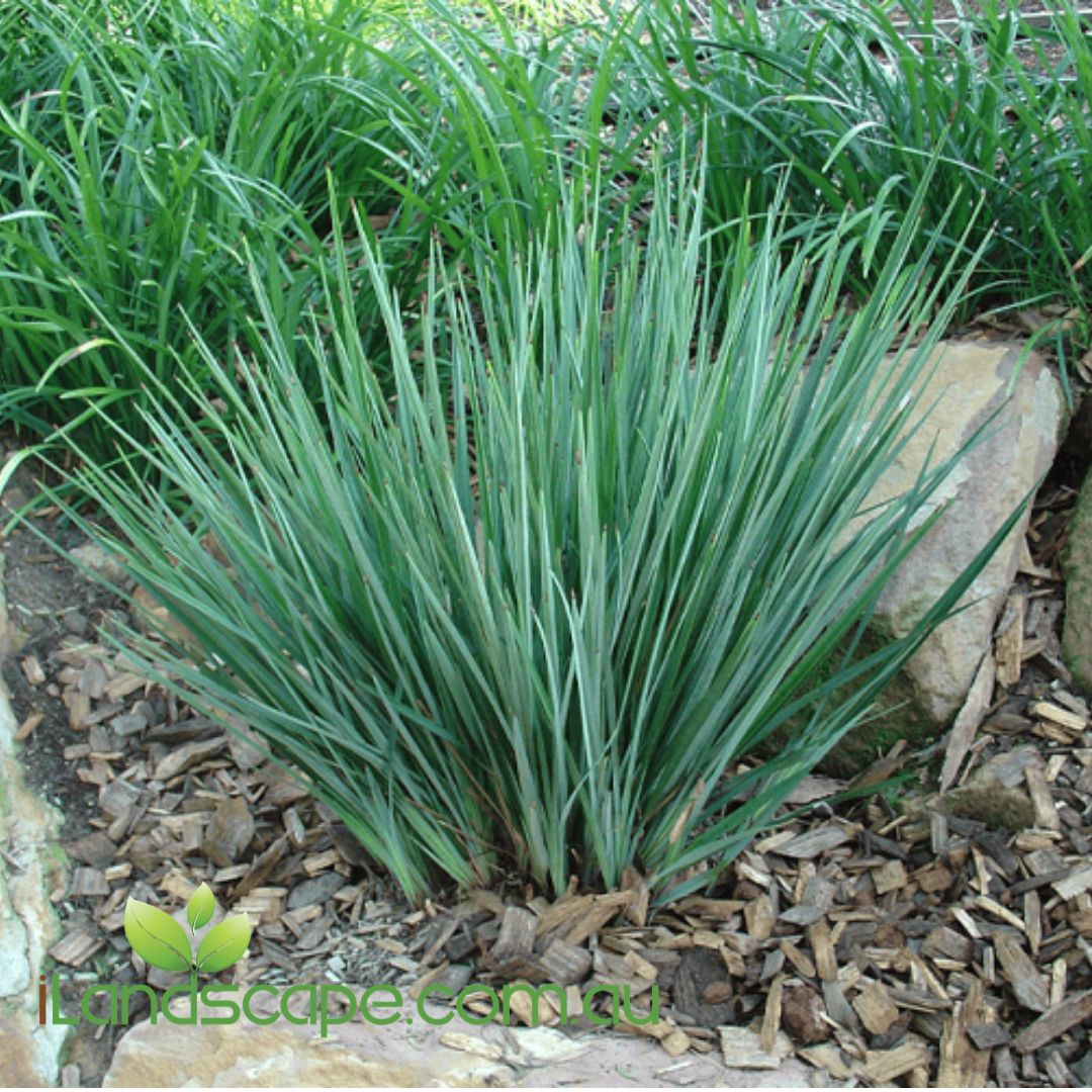 Beautiful native grass with Silver, blue foliage