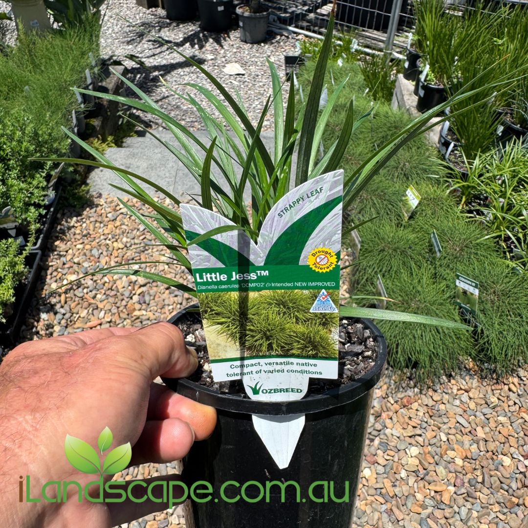 Dianella Little jess plant in our nursery in a 140mm pot