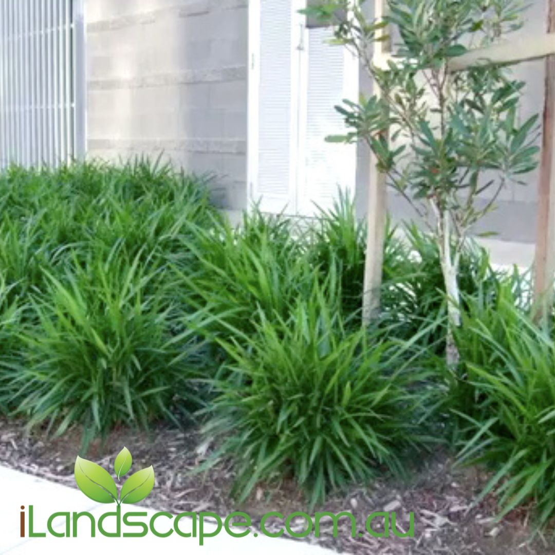 Dianella ‘Little Jess’ PBR with compact strappy foliage and small purple flowers
