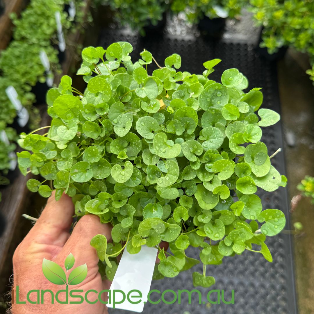 Dichondra repens – Sunshine Coast Nursery & Garden Centre