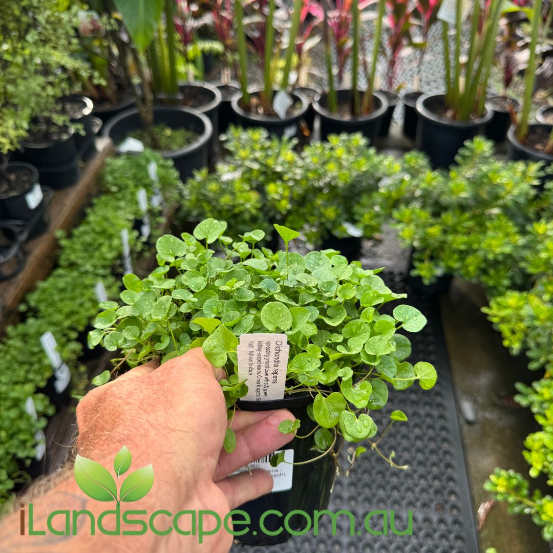 Dichondra repens