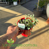 Dichondra Silver Falls