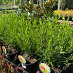 Dodanea Mr Green Sheen