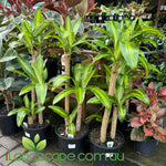 Dracaena fragrans Massangeana
