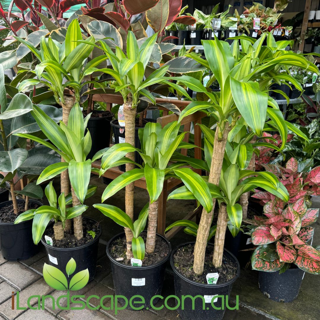 Dracaena fragrans Massangeana