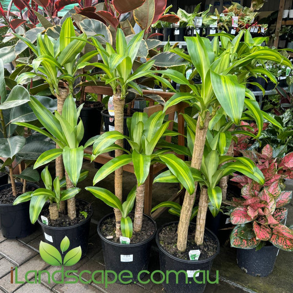 dracaena massangeana height Dracaena fragrans Massangeana – Sunshine Coast Nursery & Garden Centre