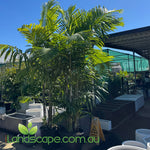 Dypsis cabadae Blue Cane Palm with blue-green stems and arching tropical fronds