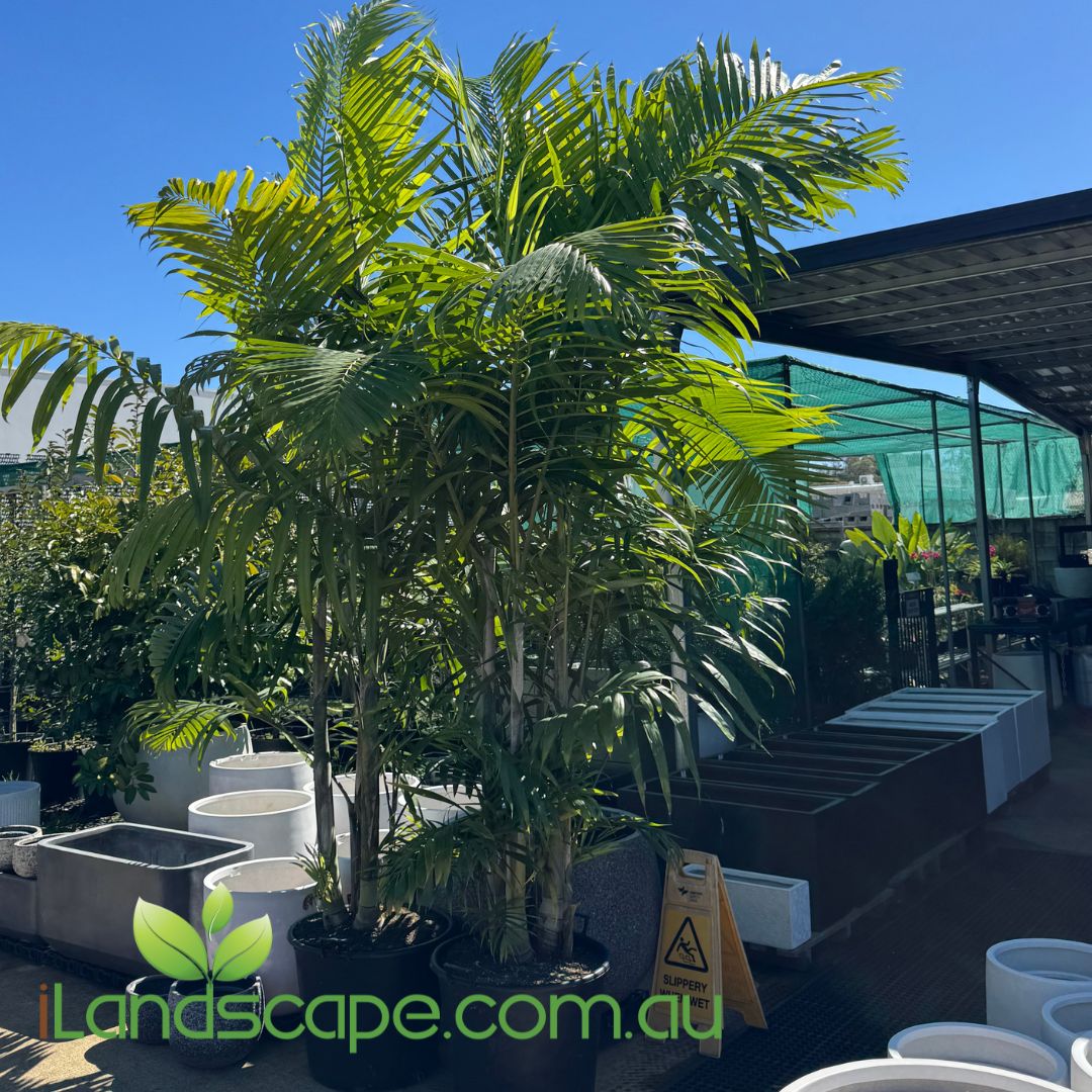 Dypsis cabadae Blue Cane Palm with blue-green stems and arching tropical fronds