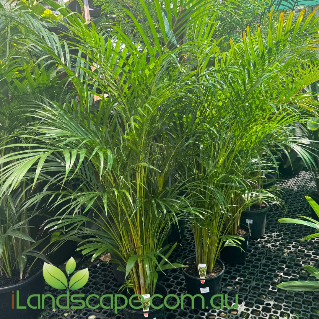 golden cane palm cats Dypsis lutescens (syn. Chrysalidocarpus lutescens)