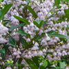 Prima Donna Blueberry Ash (Elaeocarpus reticulatus 'Prima Donna') with vibrant pink fringed flowers and glossy evergreen foliage growing as a feature tree in an Australian garden.