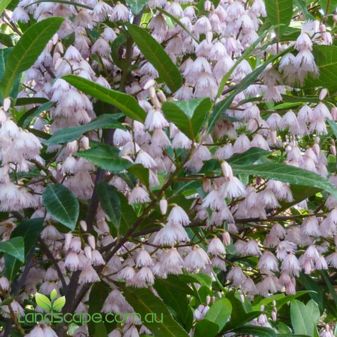 Prima Donna Blueberry Ash (Elaeocarpus reticulatus 'Prima Donna') with vibrant pink fringed flowers and glossy evergreen foliage growing as a feature tree in an Australian garden.