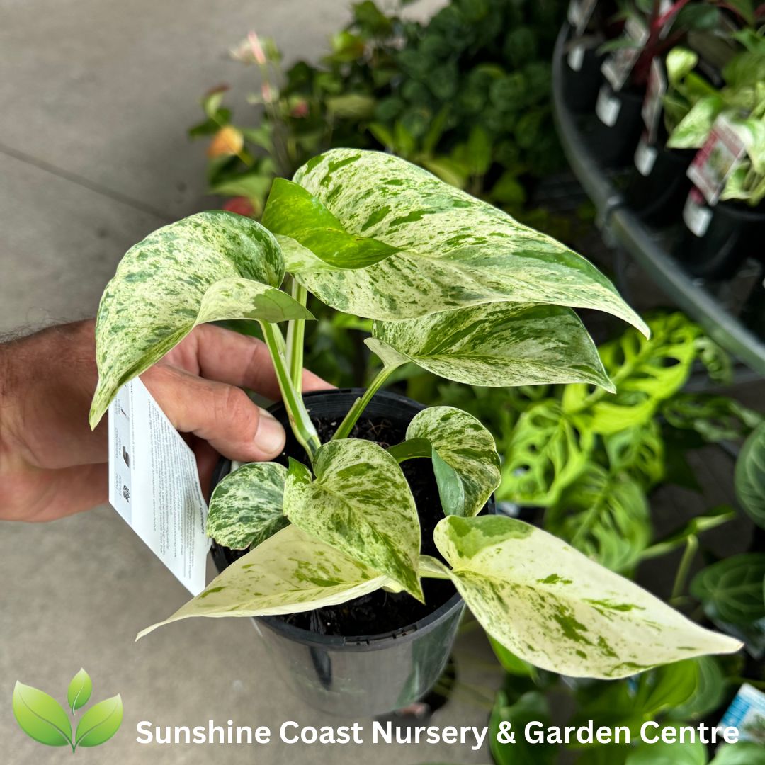 Epipremnum auruem Marble Queen Pothos