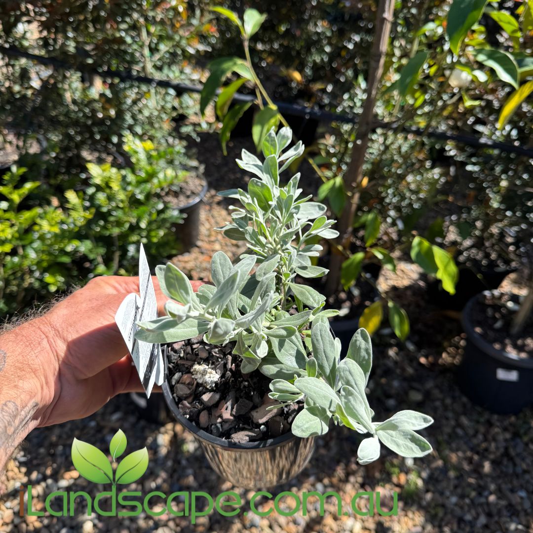 Eremophila glabra Blue Horizon™ with silvery-blue foliage and vibrant violet tubular flowers