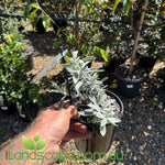 Eremophila glabra ‘Kalbarri Carpet’ with soft silver-grey foliage and orange-red tubular flowers