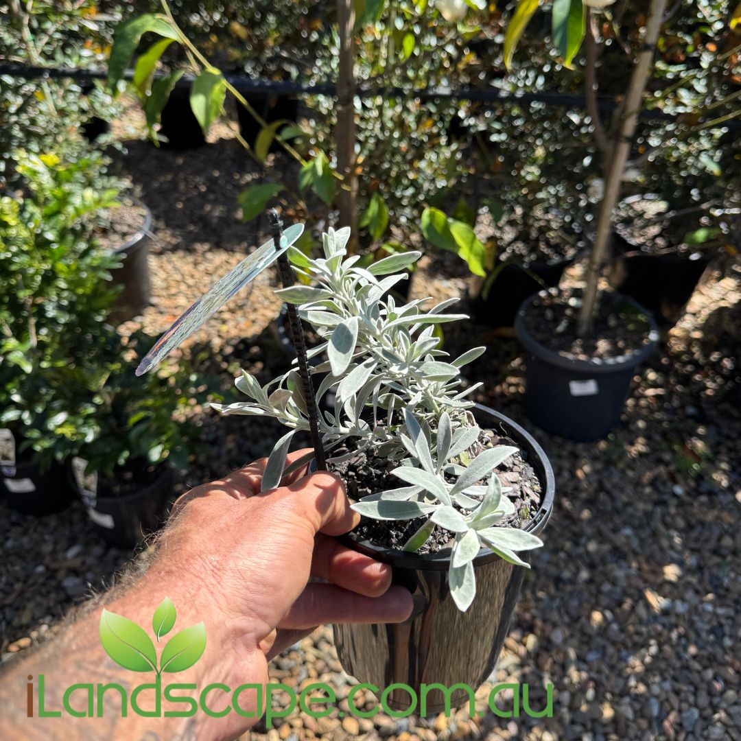 Eremophila glabra ‘Kalbarri Carpet’ with soft silver-grey foliage and orange-red tubular flowers