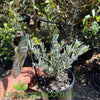 Eremophila glabra ‘Silver Ball’ with silver-grey foliage and orange-red tubular flowers