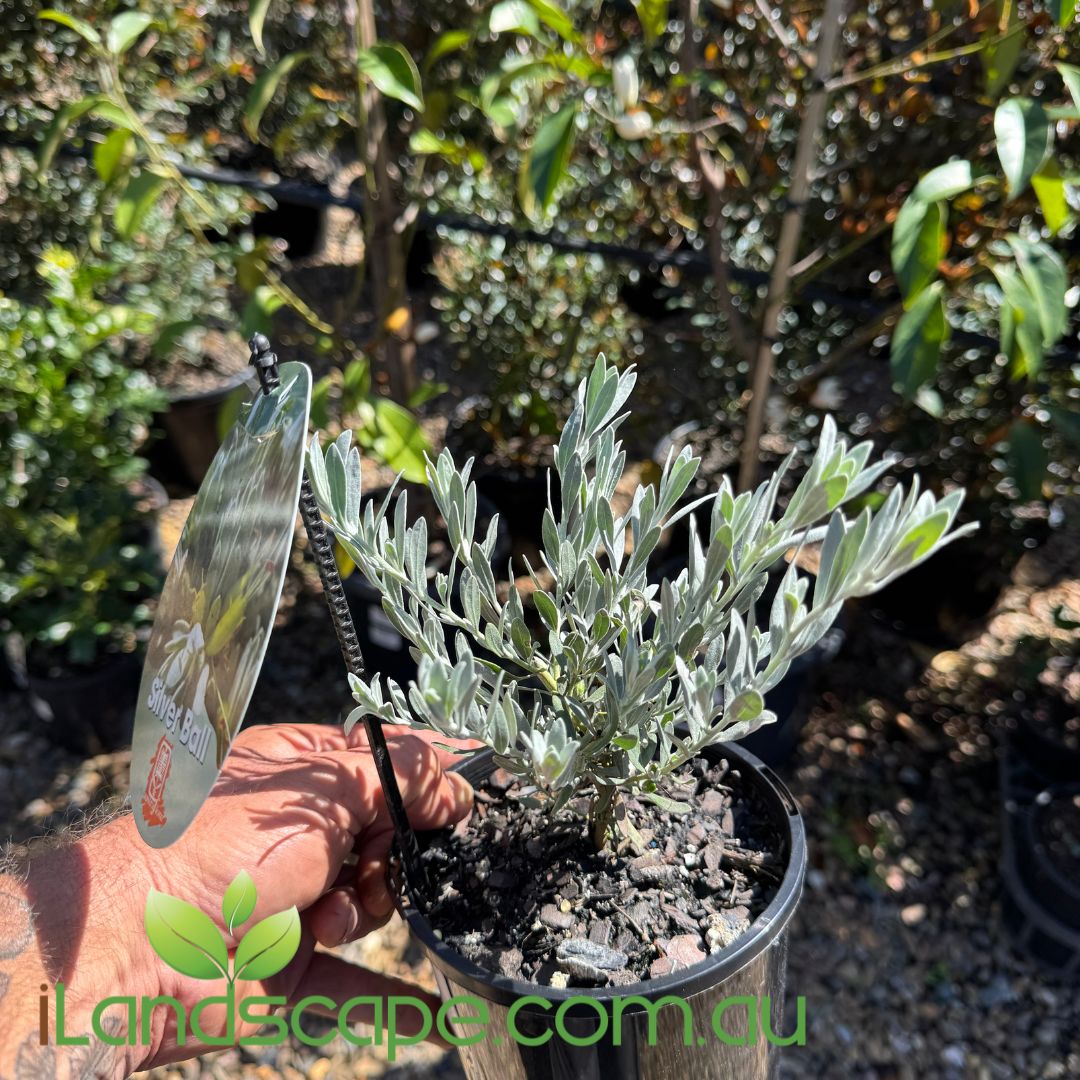 Eremophila glabra ‘Silver Ball’ with silver-grey foliage and orange-red tubular flowers