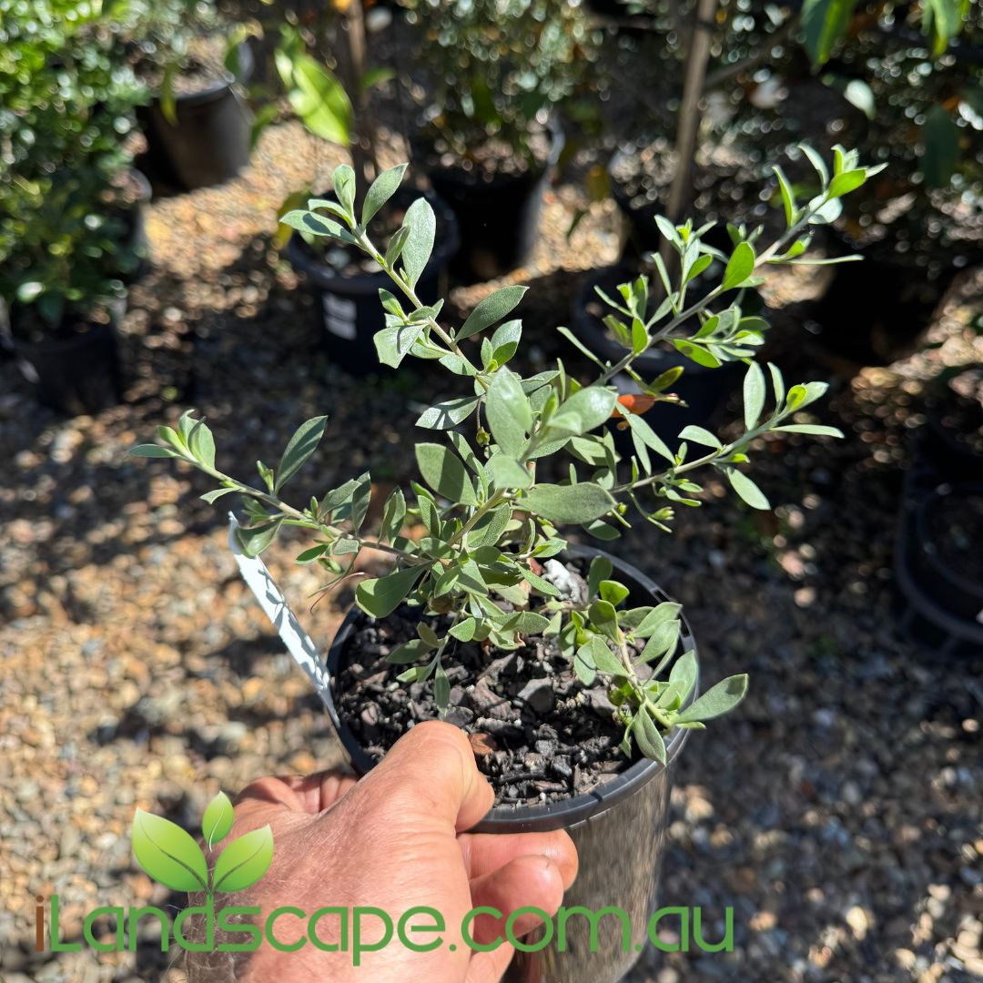Eremophila glabra x decipiens ‘Red Desert’ with silver-grey foliage and vibrant red tubular flowers