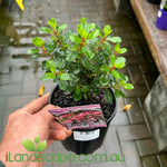 Escallonia macrantha Pink Pixie
