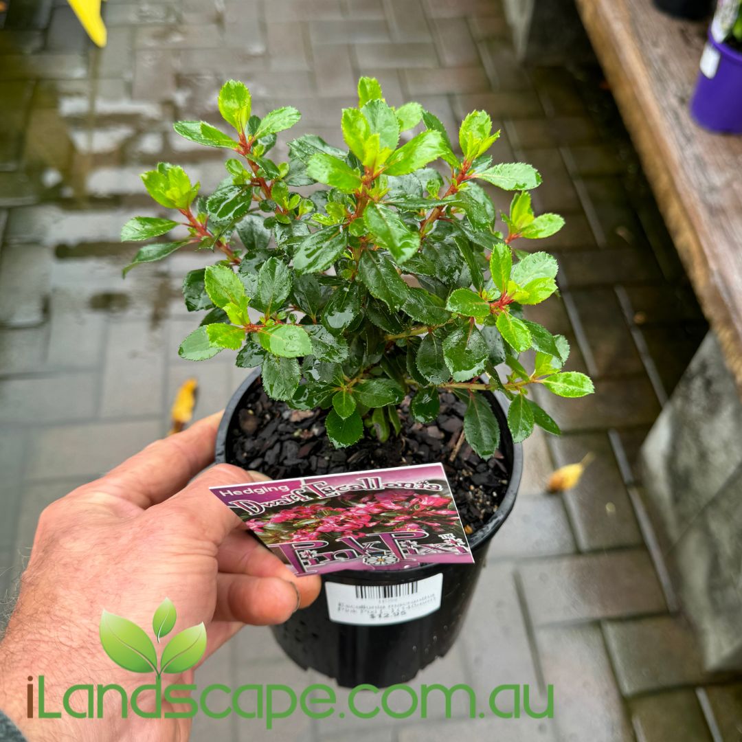 Escallonia macrantha Pink Pixie