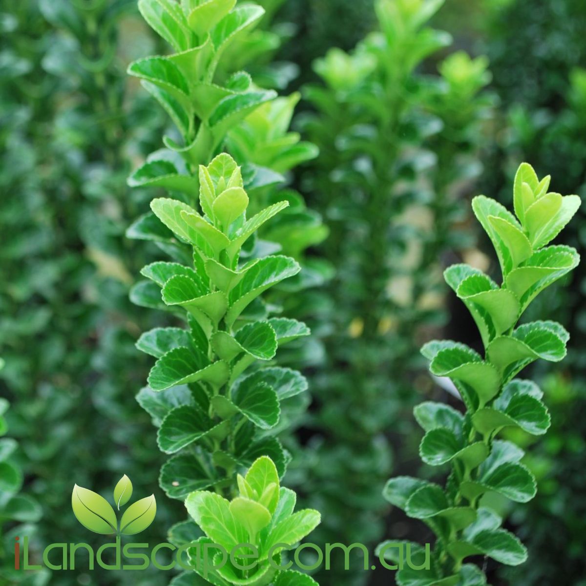 Euonomous Green Rocket is a beautiful dark green hedging plant with glossy oval shaped leaves that grows in Full sun & Part Shade  Grows Approx 1.5m tall x 1.0m wide and is perfect for gardens and or container planting 