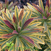 Euphorbia Ascot Rainbow with variegated green, cream and pink foliage and lime-green flowers growing in a Sunshine Coast garden.