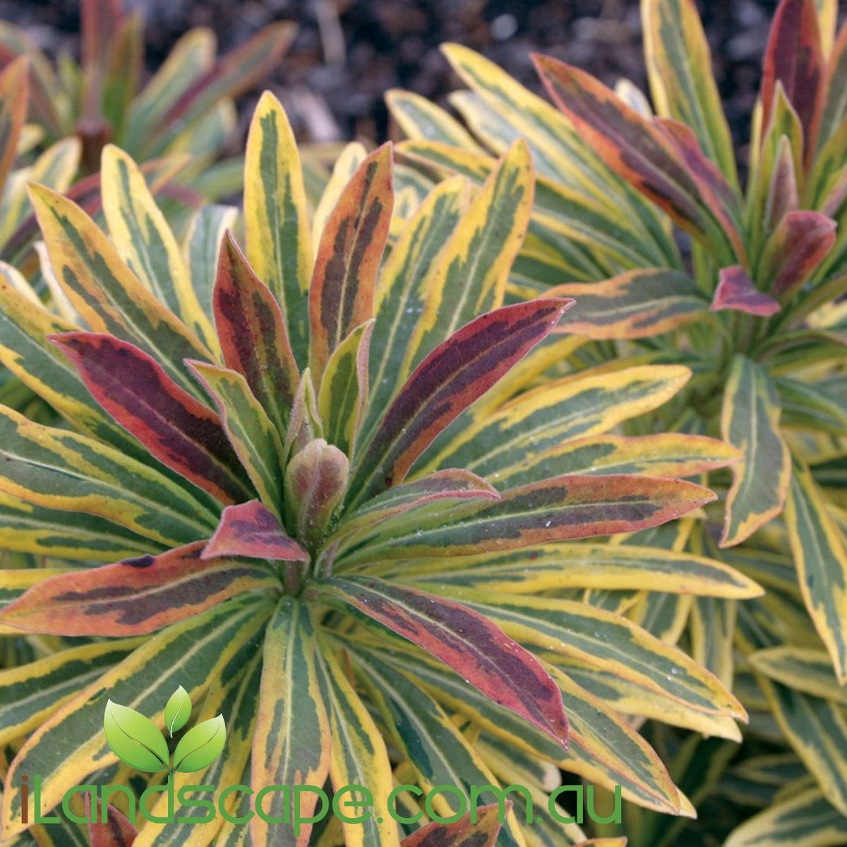 Euphorbia Ascot Rainbow with variegated green, cream and pink foliage and lime-green flowers growing in a Sunshine Coast garden.